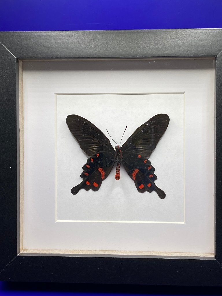 vlinder Pachliopta Kutzebuea, Ophalen of Verzenden, Nieuw, Insect, Opgezet dier