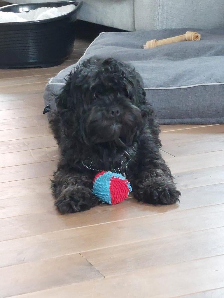 Maltipoo reu 3 jaar, Dieren en Toebehoren, Eén hond, 3 tot 5 jaar, Nederland, Particulier