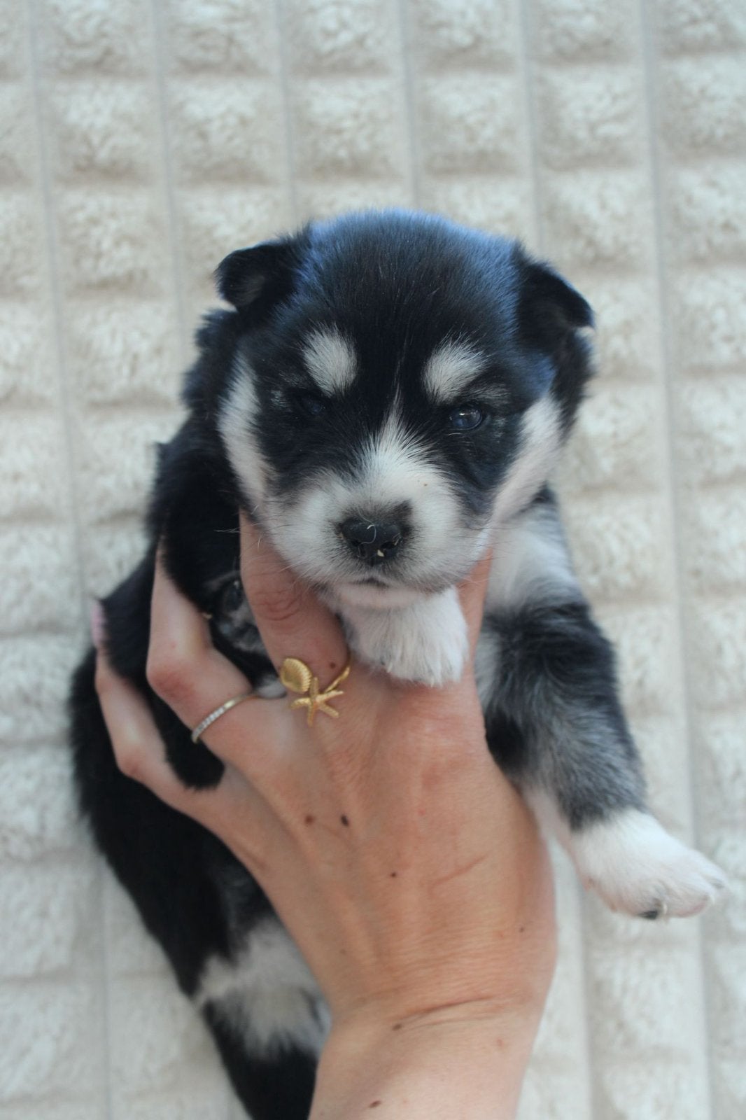 Kleine F3+ Pomsky Pups te reseveren, 8 tot 15 weken, Poolhond, Parvo, Meerdere
