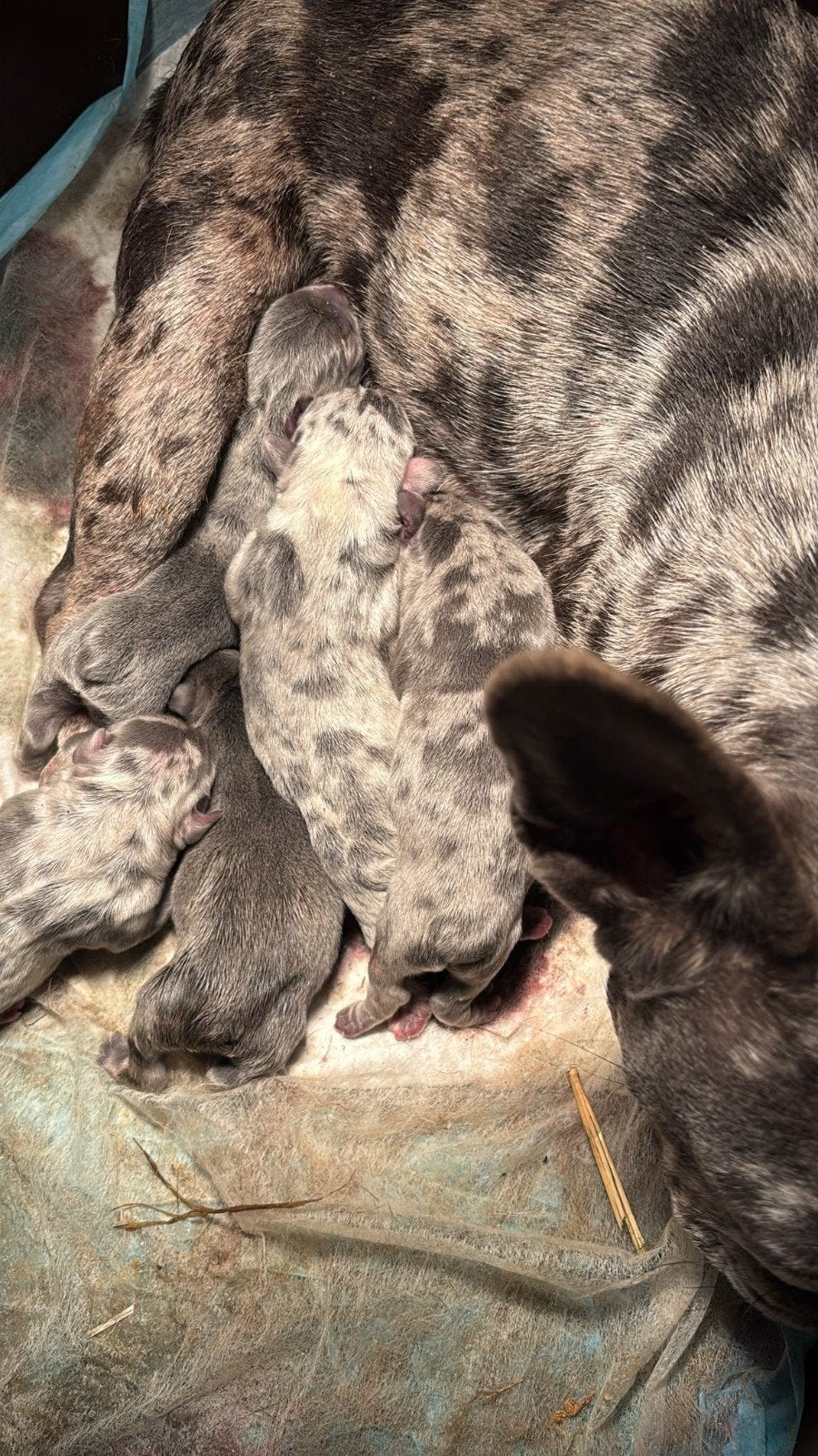 *Franse  Bulldog Pups* merle blauw wit, Particulier, 15 weken tot 1 jaar, Buitenland, Bulldog