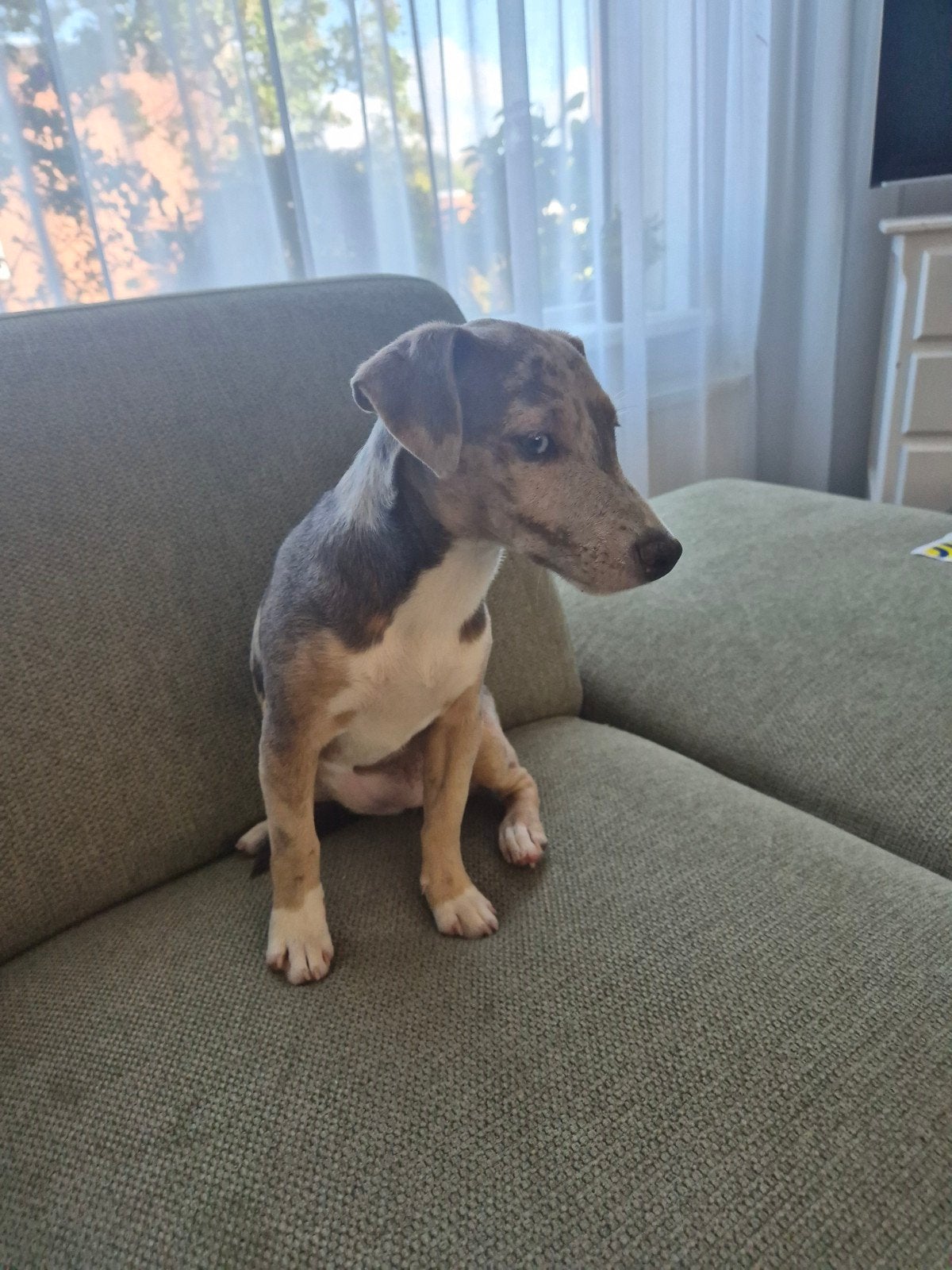 merle jack russell 5 mnd teefje zoekt thuis, Parvo, Teef, Meerdere, Nederland
