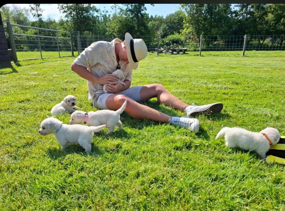 Prachtige blonde Golden Retriever pups, Dieren en Toebehoren, Honden | Retrievers, Spaniëls en Waterhonden, Golden retriever, Parvo