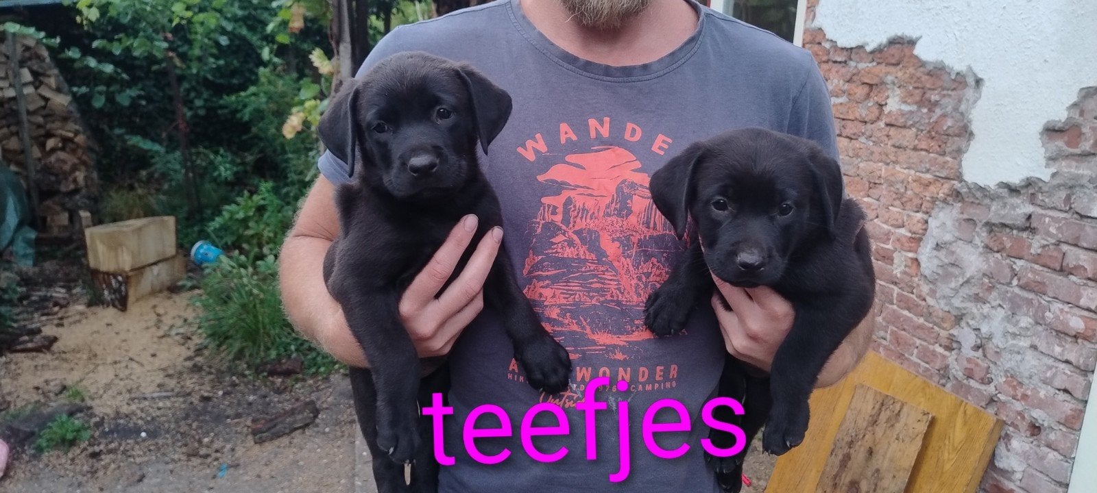 Rottweiler x Weimaraner/Rhodesian Ridgeback pups, Overige rassen, 8 tot 15 weken, Meerdere, Meerdere dieren