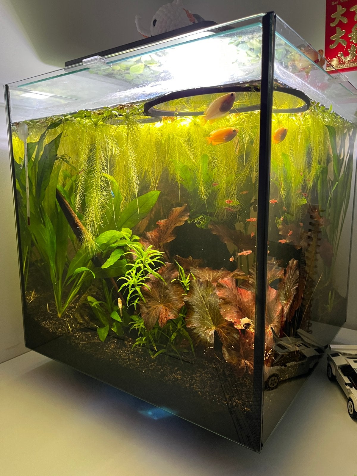60 liter cupiq met vis inhoud, Ophalen, Gevuld zoetwateraquarium