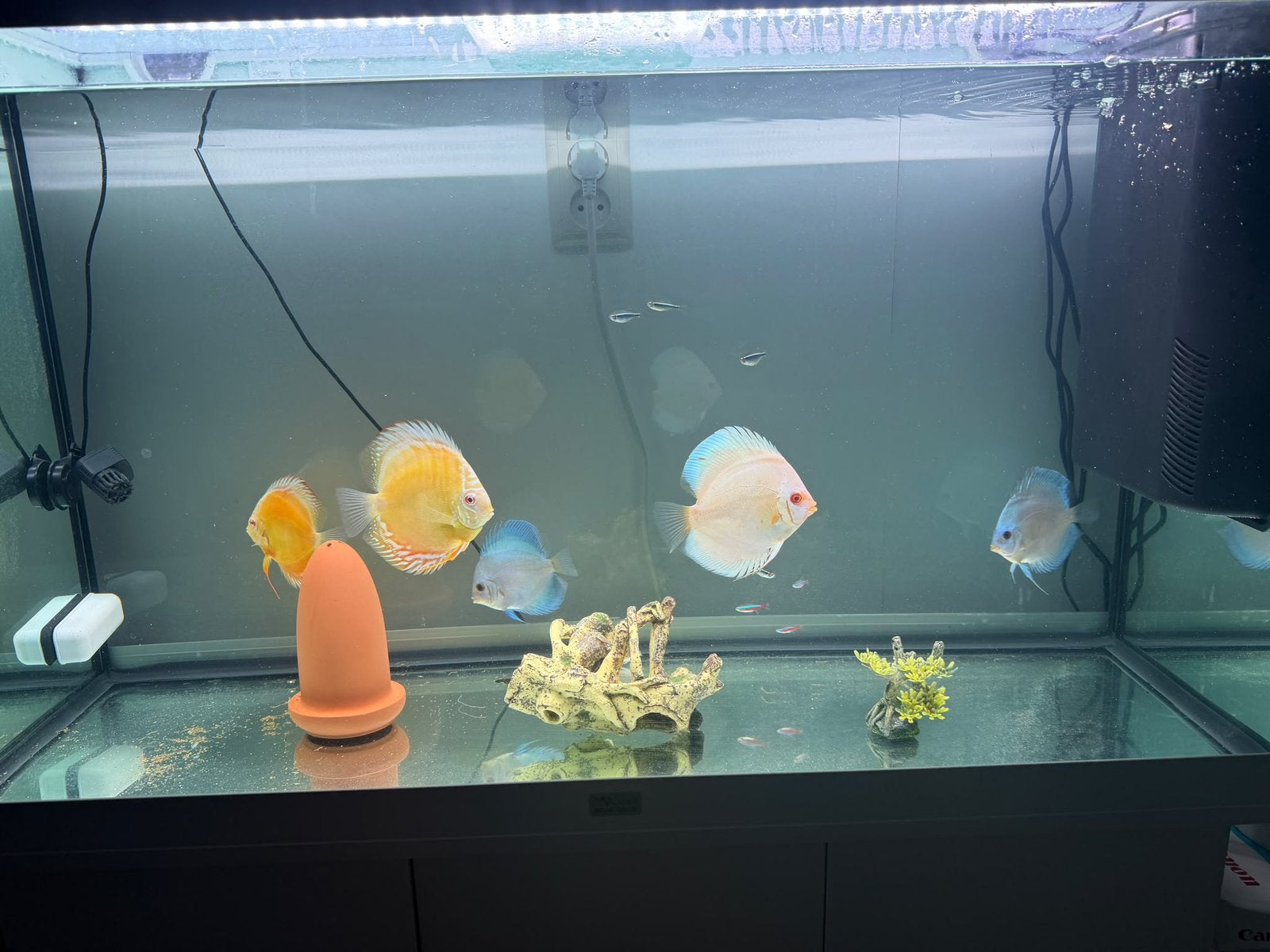 Discus vissen te koop 5 stuks, Vis, Zoetwatervis, Schoolvis