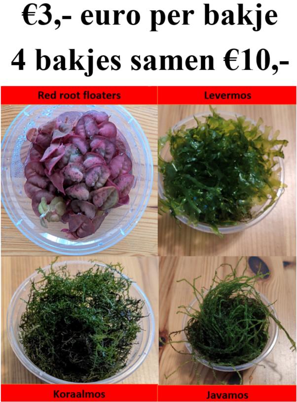 Combi aanbieding aquarium plantjes 4 bakjes 10 euro!, Dieren en Toebehoren, Vissen | Aquaria en Toebehoren, Ophalen of Verzenden