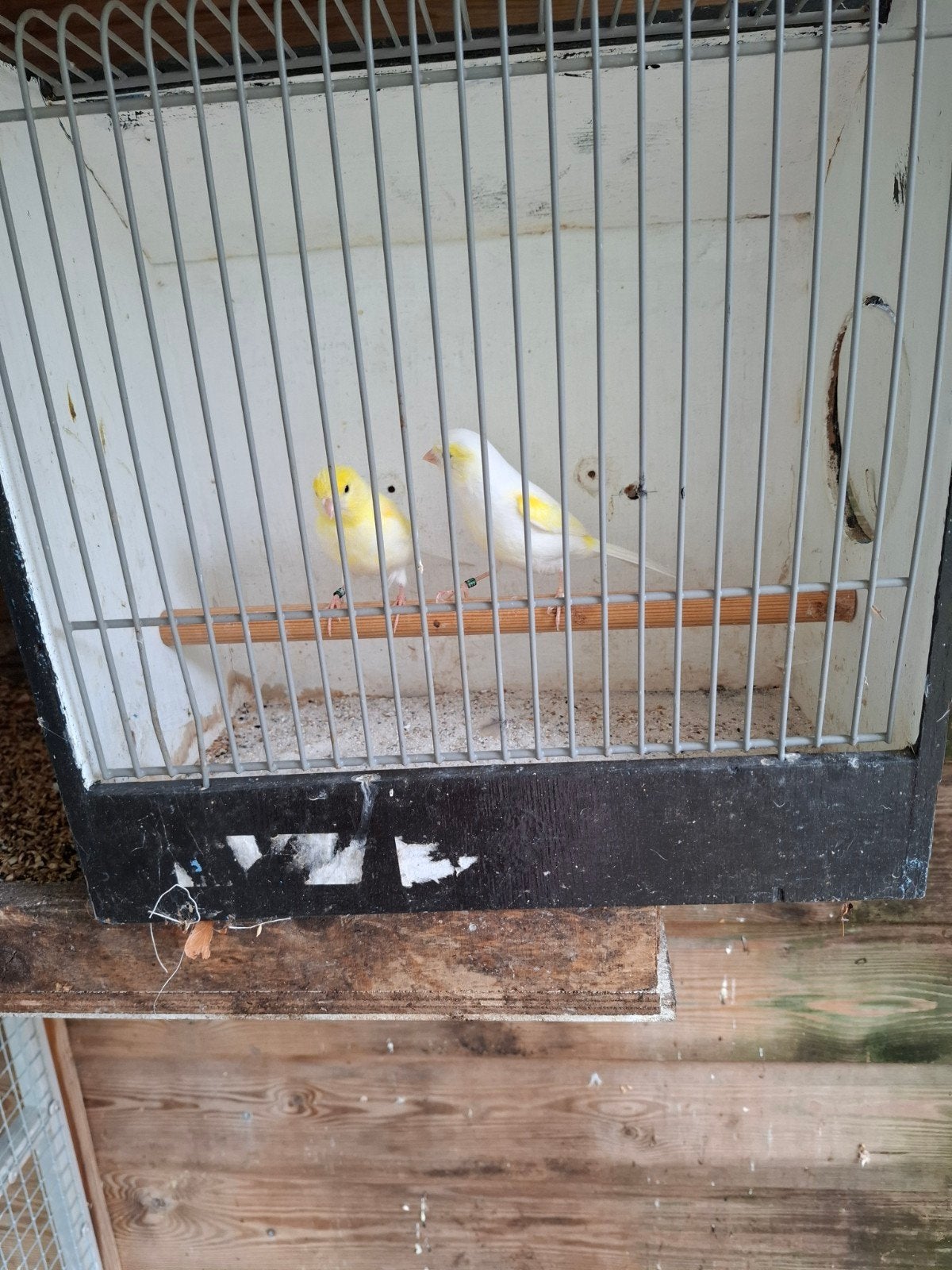 koppels, Meerdere dieren