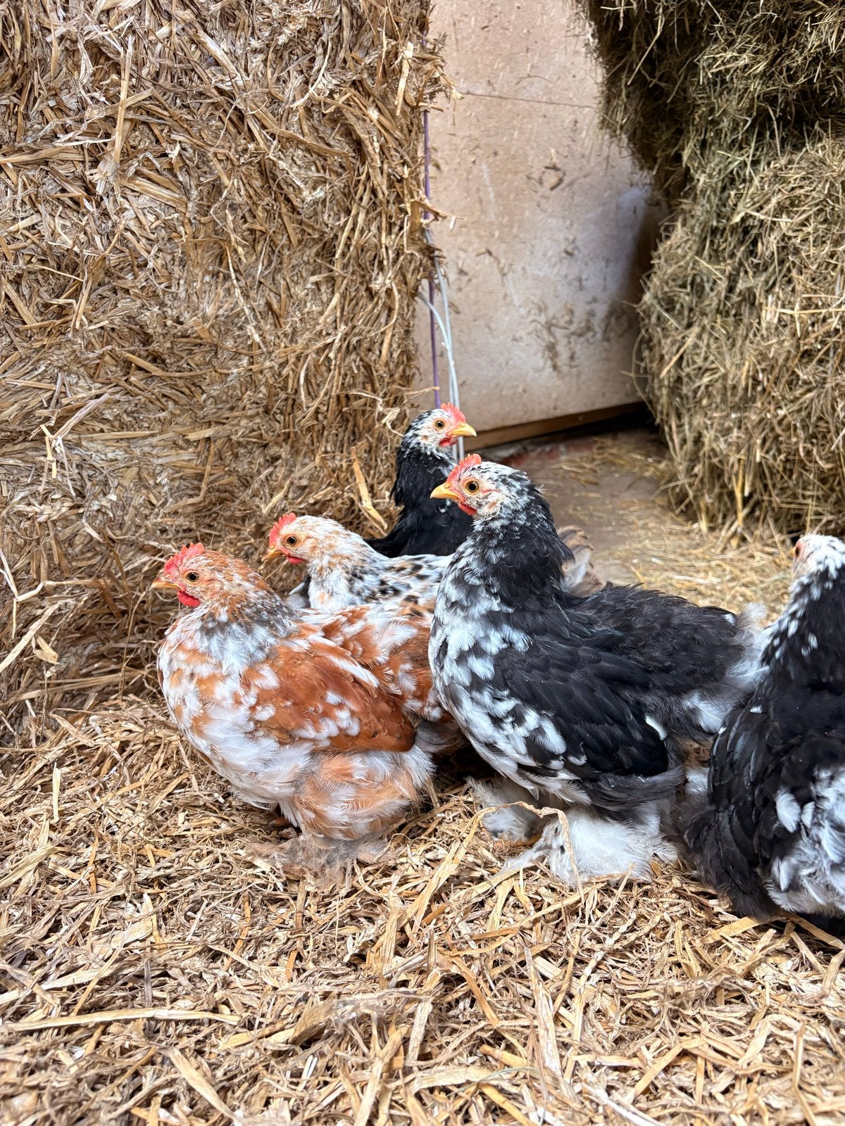 Mooie Cochin hanen, diverse kleuren, Dieren en Toebehoren, Pluimvee, Mannelijk, Kip