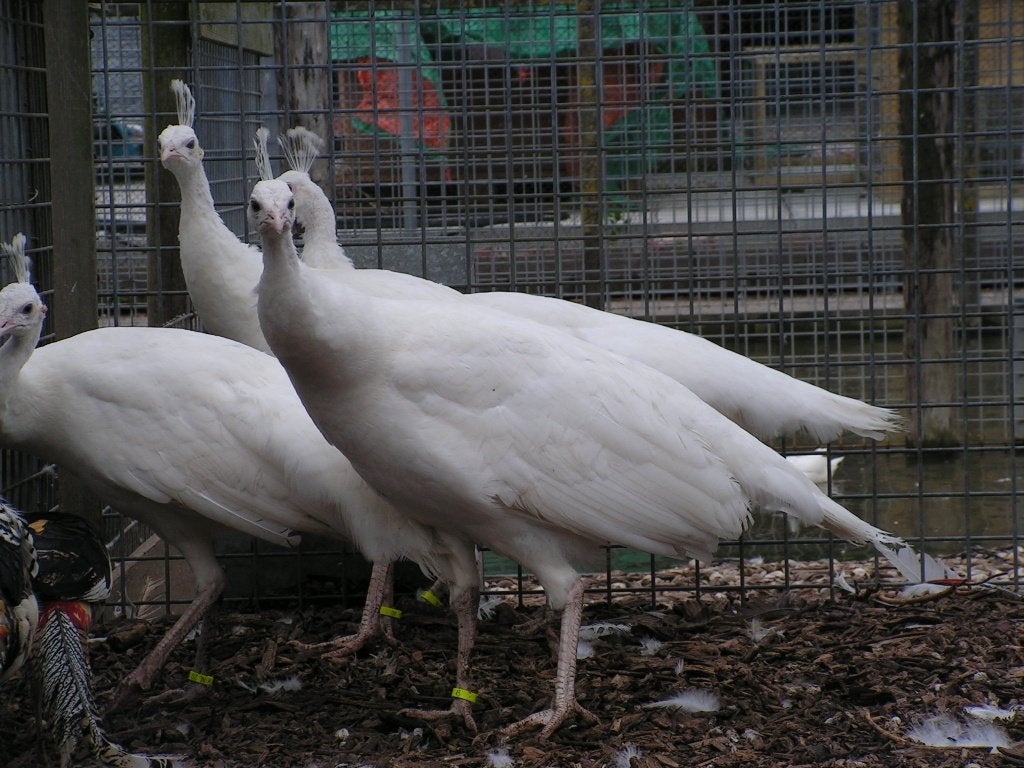 Witte pauwen | Verschillende leeftijden | deskundig advies, Dieren en Toebehoren, Meerdere dieren, Overige soorten