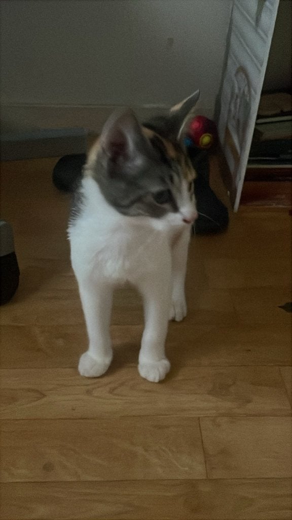 lapjes poes, Poes, Ontwormd, 0 tot 2 jaar