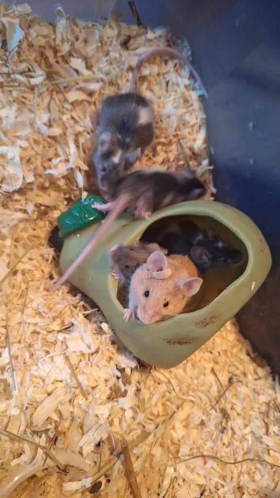 muizen, Dieren en Toebehoren, Muis, Mannelijk, Januari, Tam
