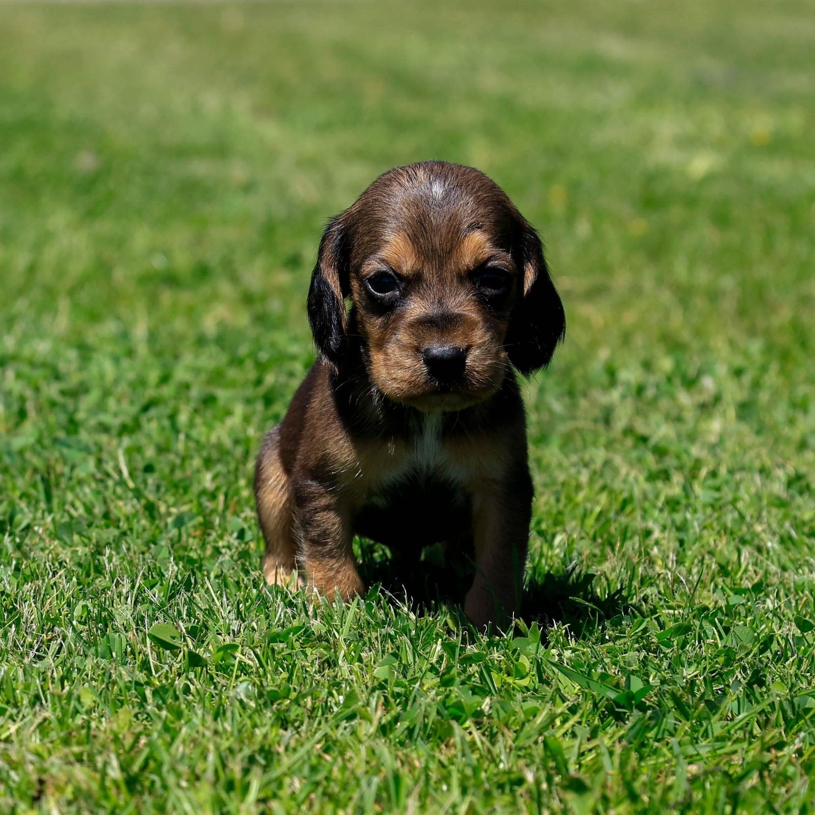 Bocker(beagle x cocker) pups zoeken hun gouden mandje, Parvo, Nederland, 8 tot 15 weken, Meerdere