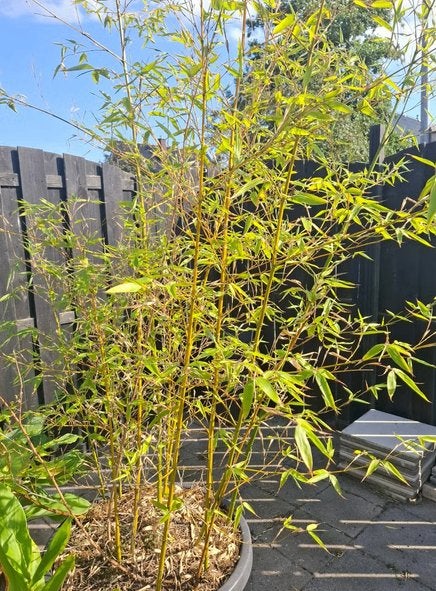 Grote Bamboe plant te koop!, Ophalen, Bloeit niet, Halfschaduw, Overige soorten