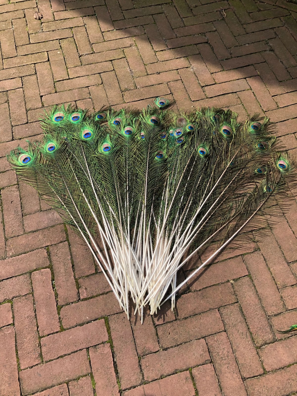 Pauwveren, Ophalen of Verzenden, Nieuw