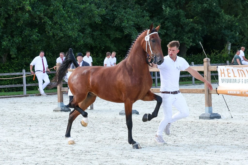 Driejarige tuigpaard stermerrie, Dieren en Toebehoren, Merrie, 160 tot 165 cm, Met stamboom, 3 tot 6 jaar