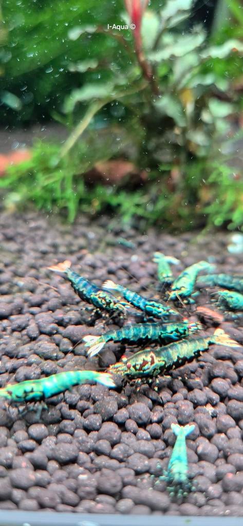Zomeraanbieding High grade metallic Boa garnalen bezorging, Kreeft, Krab of Garnaal