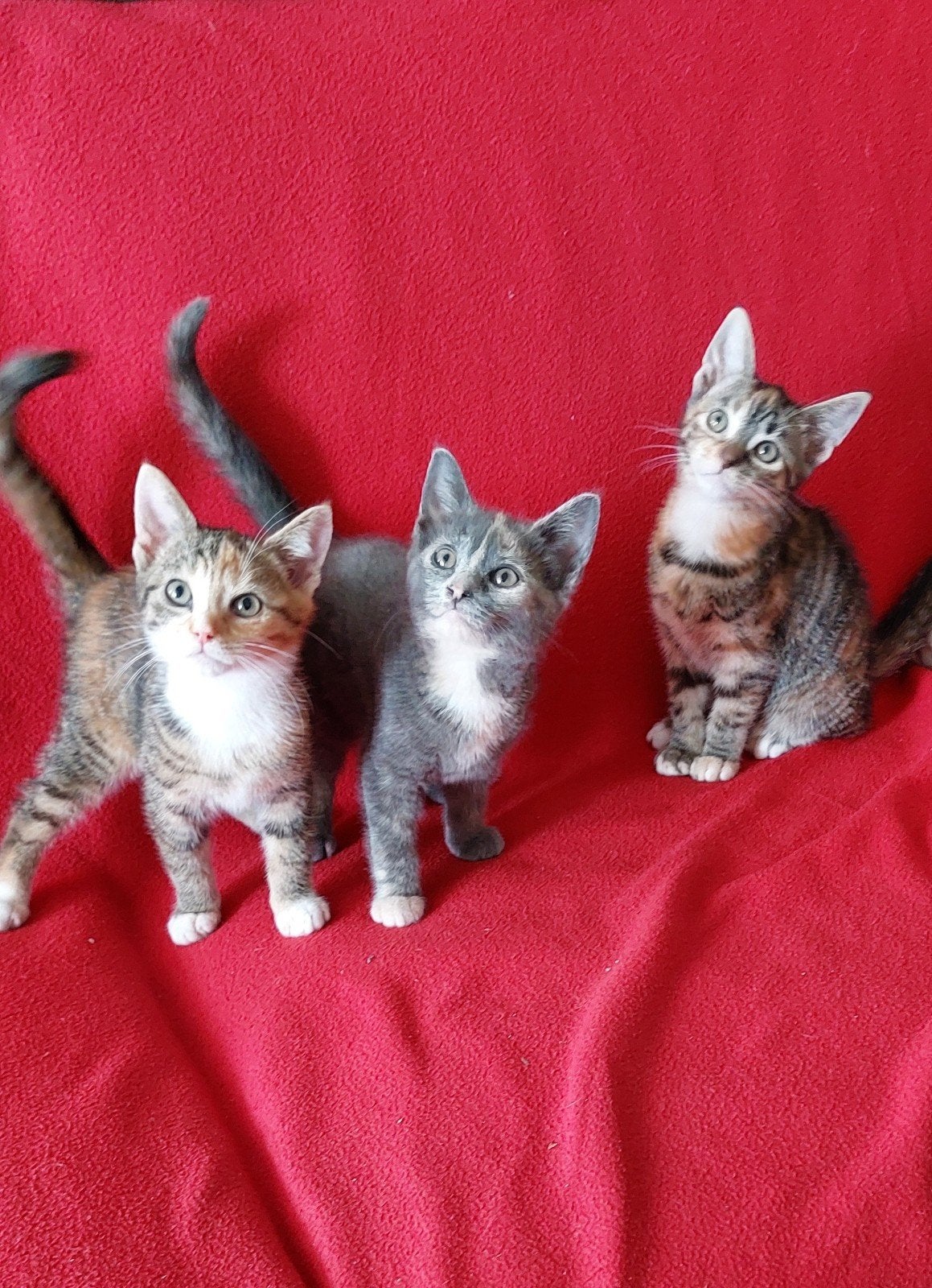 Prachtige kittens te koop, Dieren en Toebehoren, Meerdere dieren, Kortharig, 0 tot 2 jaar