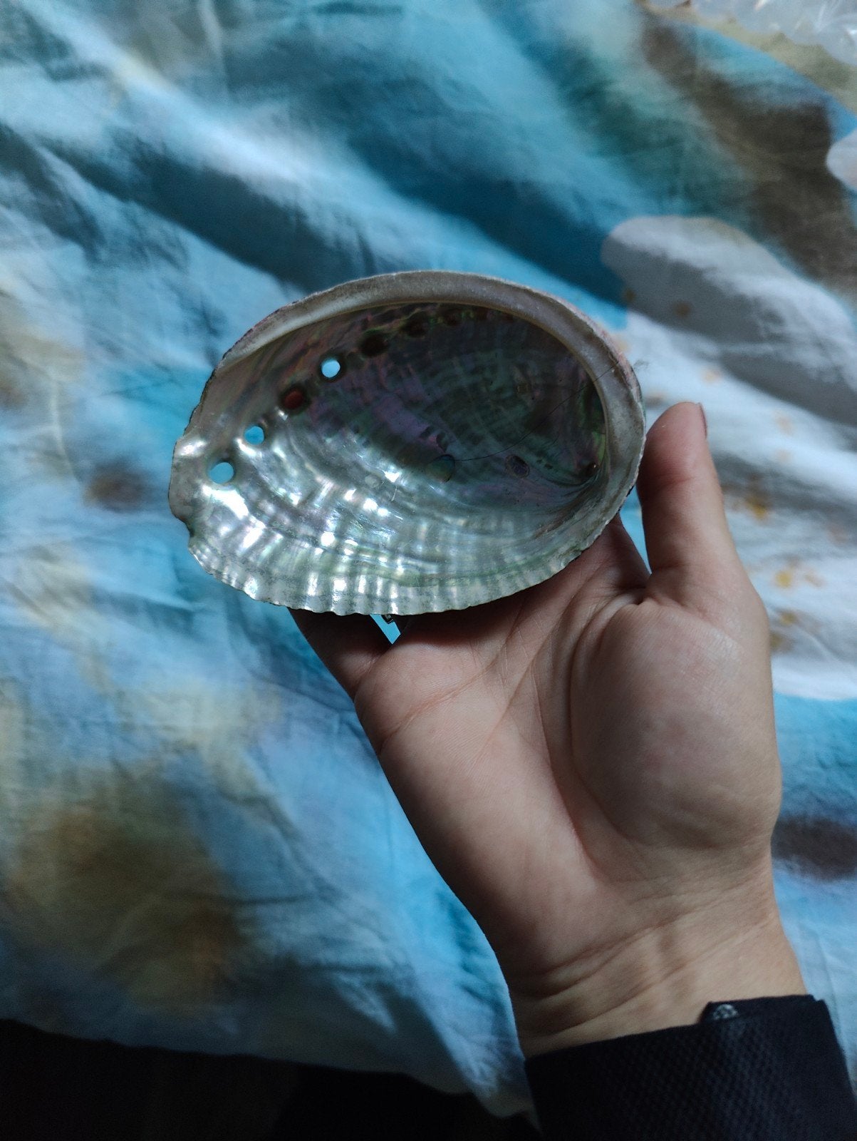Prachtige Abalone Schelp - Natuurlijke Decoratie, Ophalen of Verzenden, Zo goed als nieuw