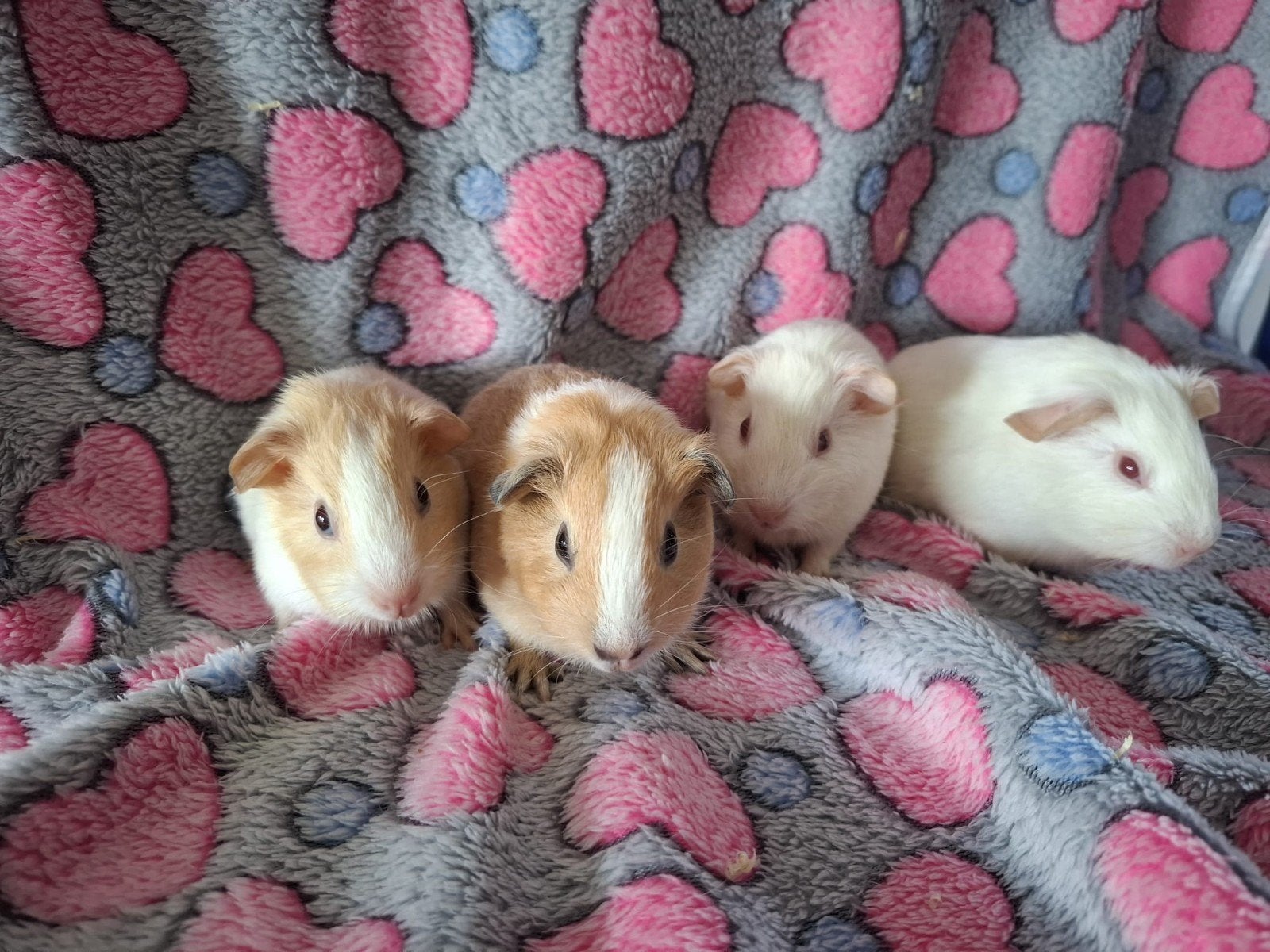 Jonge cavia's, Dieren en Toebehoren, Juni, Meerdere dieren, Cavia