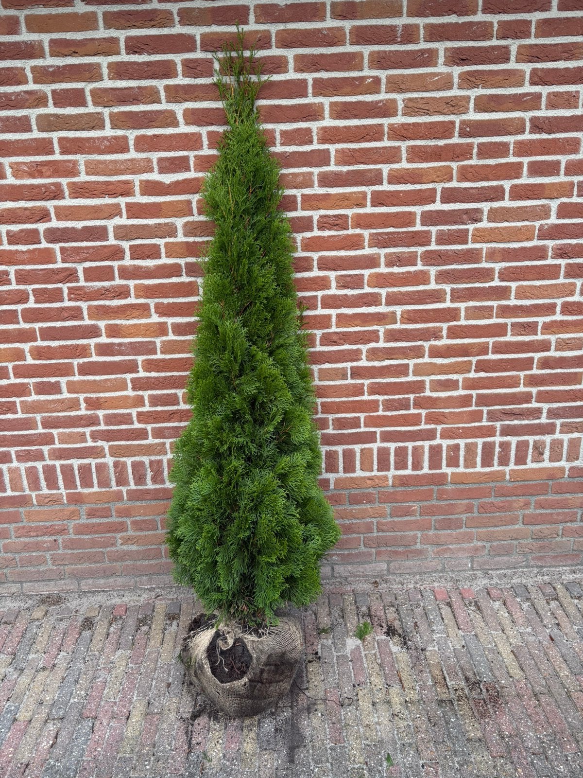 Thuja smaragd. Coniferen, Ophalen of Verzenden, Conifeer, 100 tot 250 cm