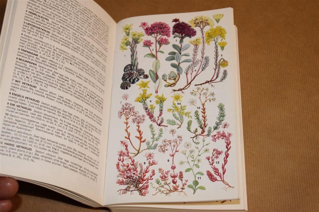 Bergflora van Europa — Rijk geïllustreerde Veldgids, Boeken, Natuur, Ophalen of Verzenden, Gelezen, Vogels