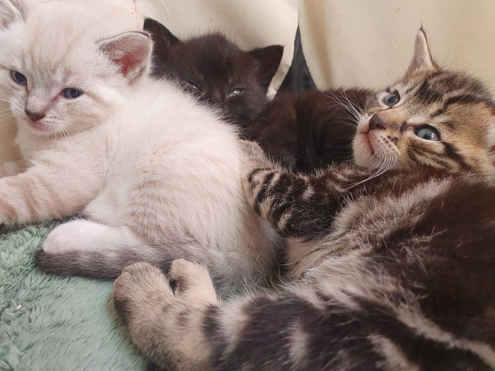 3 kleine snoepjes. Kittens