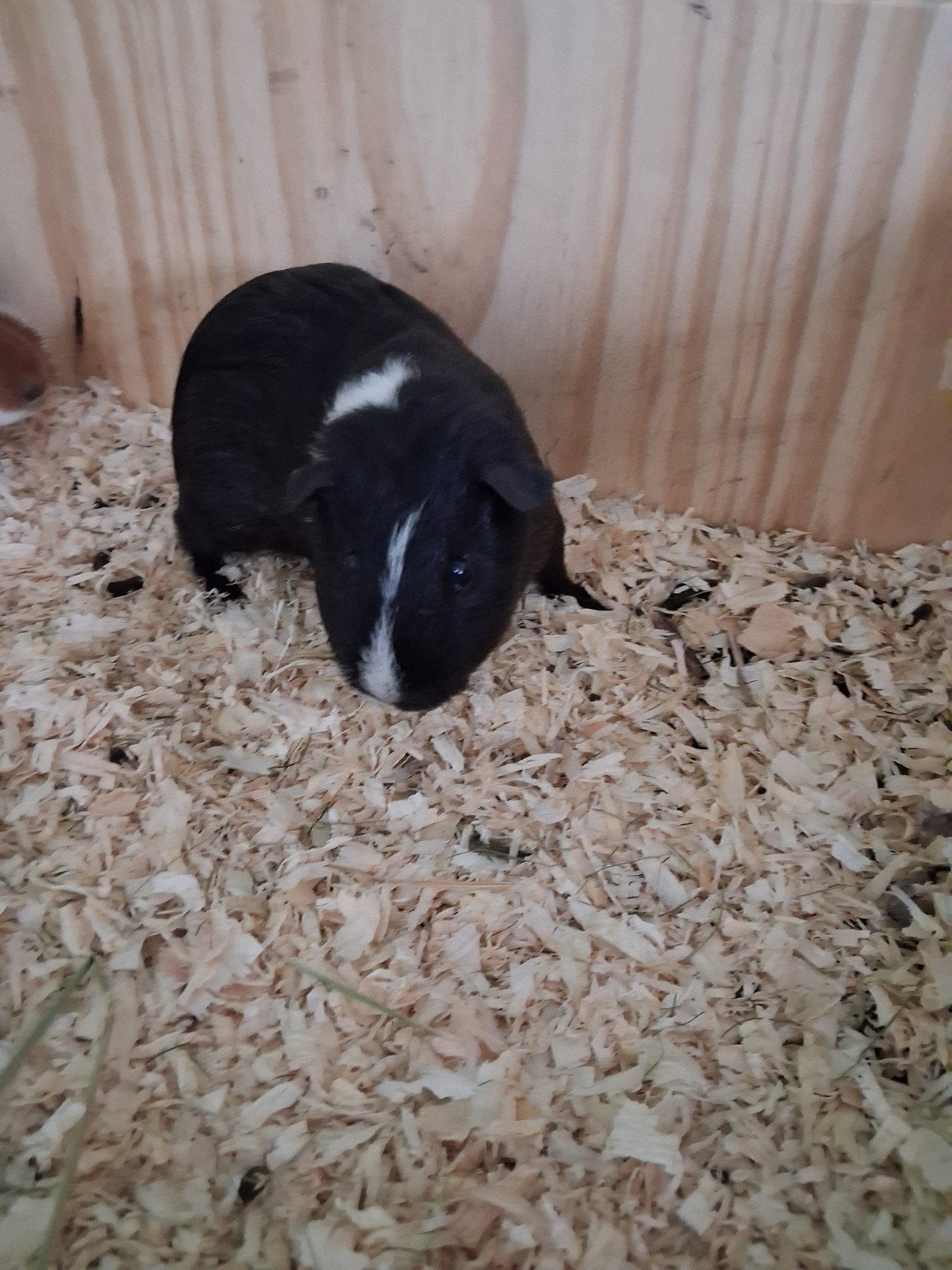 Vind zwart witte cavia op Marktplaats - oktober 2026