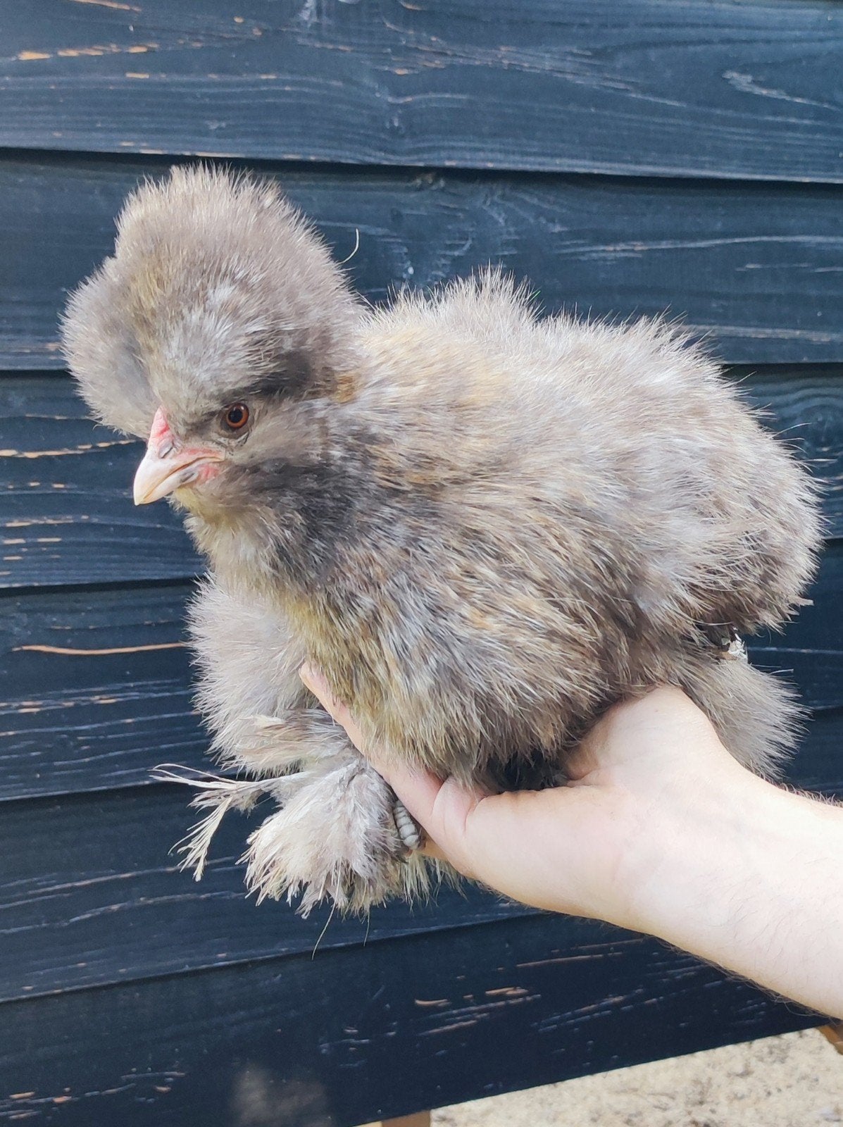 Jonge zijdehoen Silkie kip blauw patrijs, Dieren en Toebehoren, Vrouwelijk, Kip