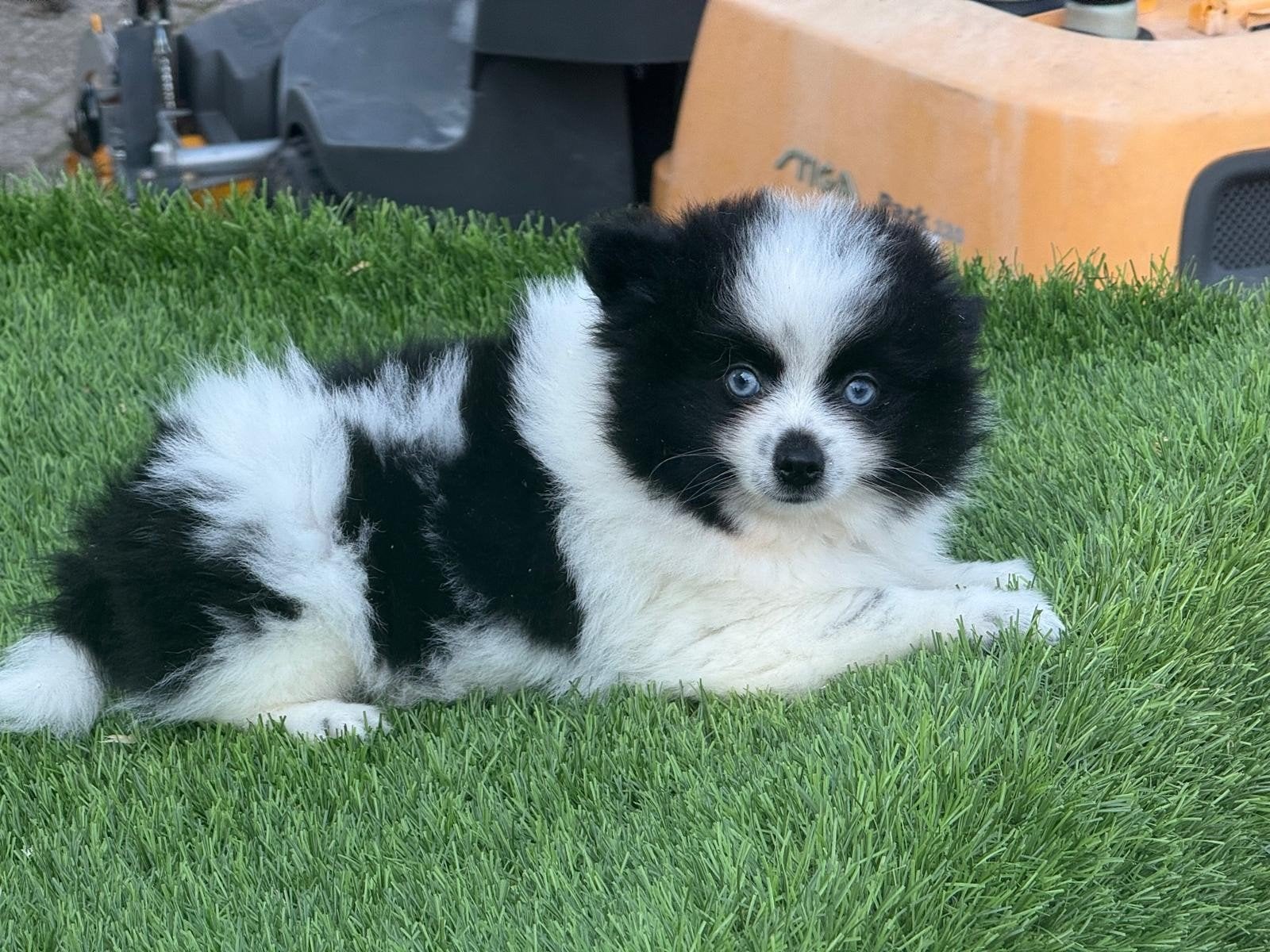 Te koop mooie Panda Pomeraan Pomeriaan pups (dwergkees), Parvo, Nederland, Keeshond, 8 tot 15 weken
