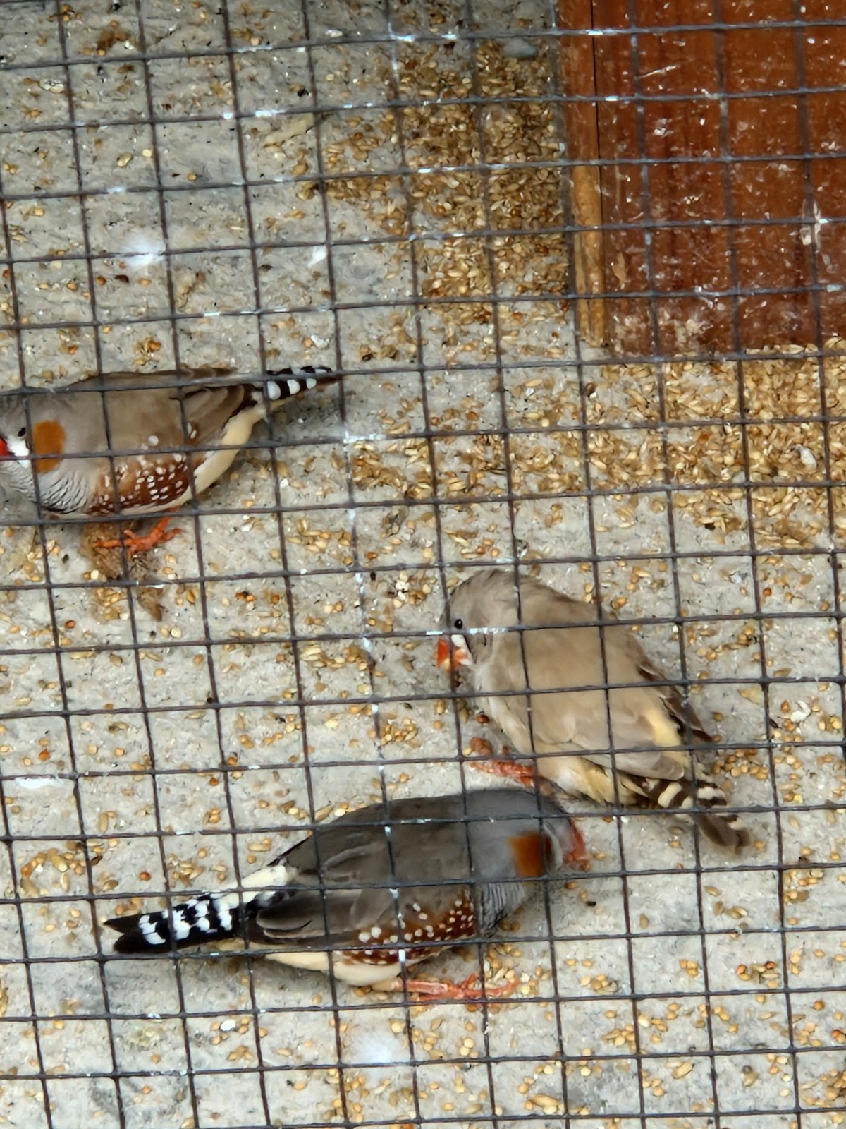 3 zebravinken, Dieren en Toebehoren