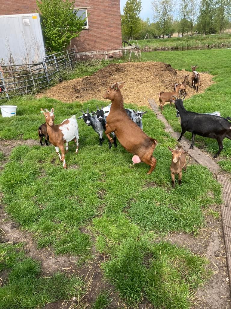 Dwerggeiten te koop (jong en oud), Meerdere dieren, Geit