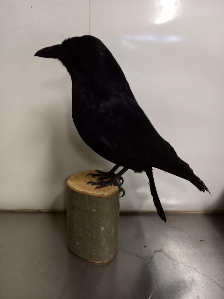 Opgezette zwarte kraai, Ophalen of Verzenden, Zo goed als nieuw, Vogel, Opgezet dier