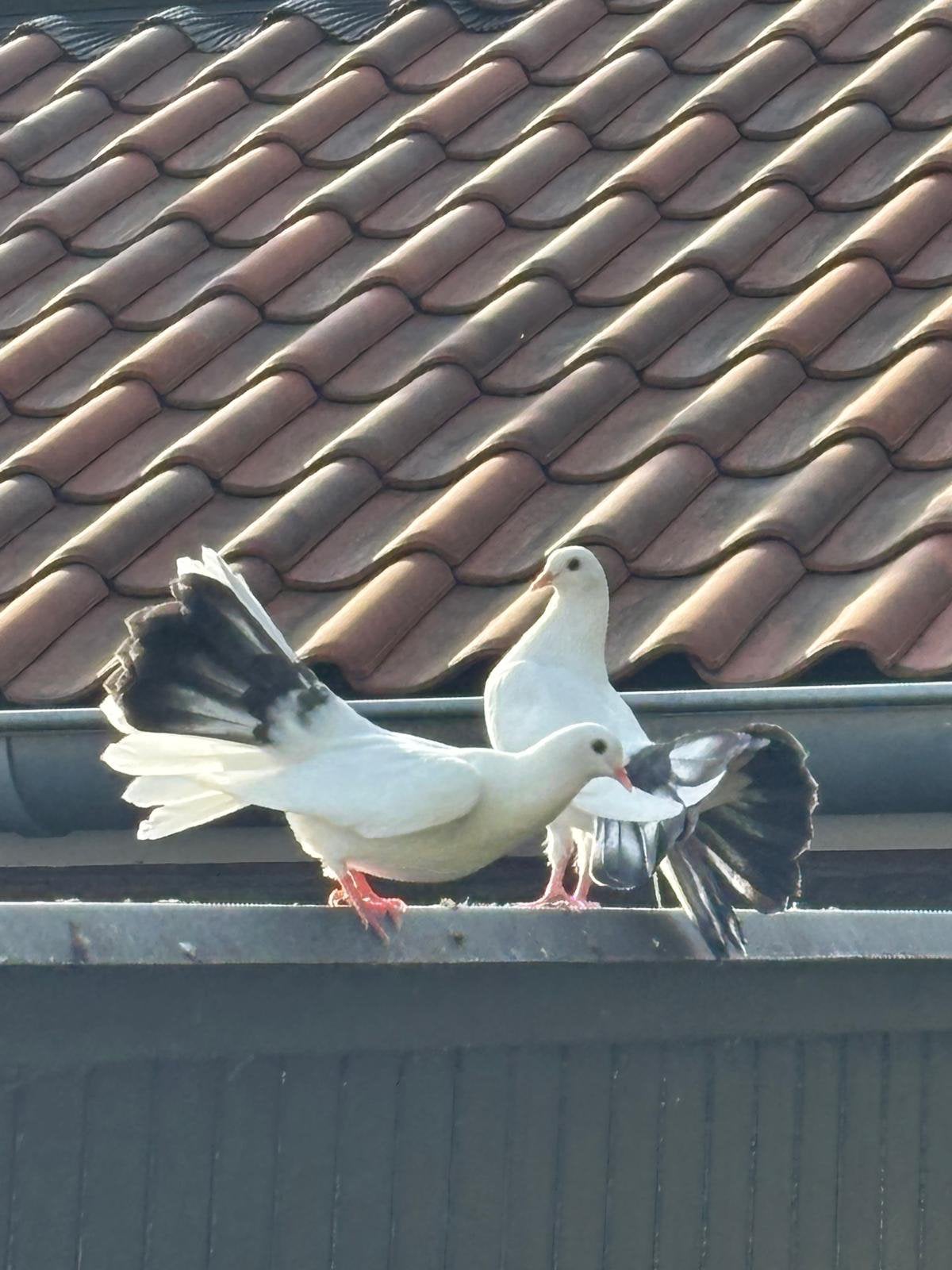 Mooie jonge pauwstaarten 2 stuks ️, Dieren en Toebehoren, Vogels | Duiven, Geslacht onbekend, Overige soorten