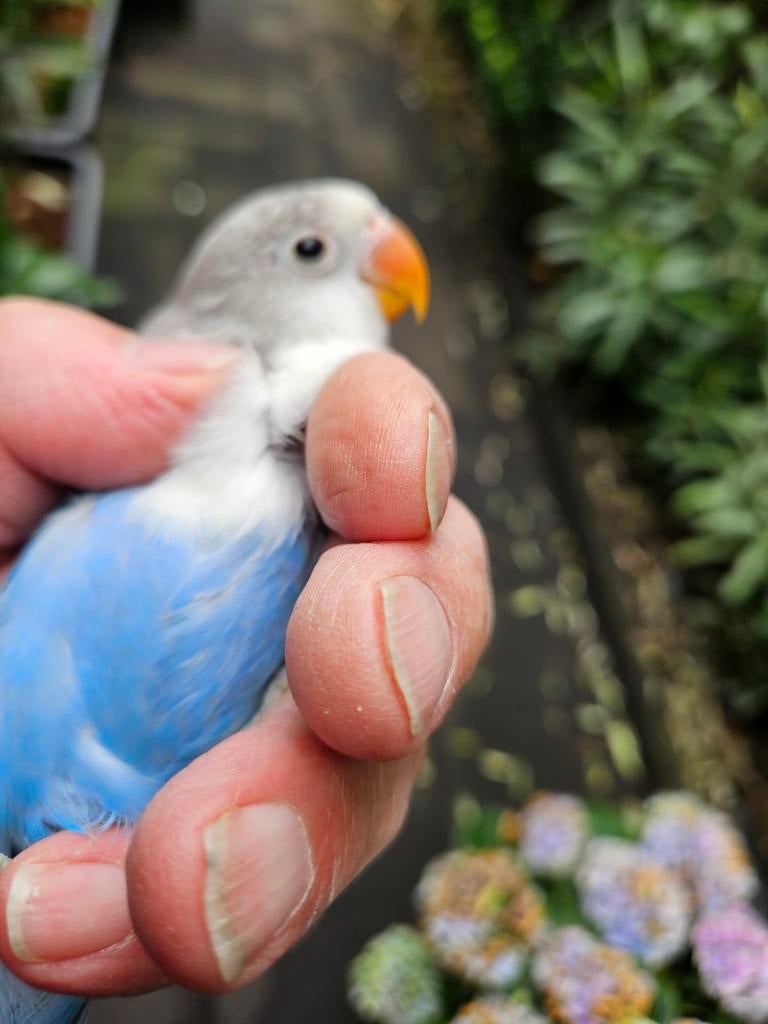Mooi jonge fisheri 8weken oud, Geslacht onbekend, Dwergpapegaai of Agapornis, Tam
