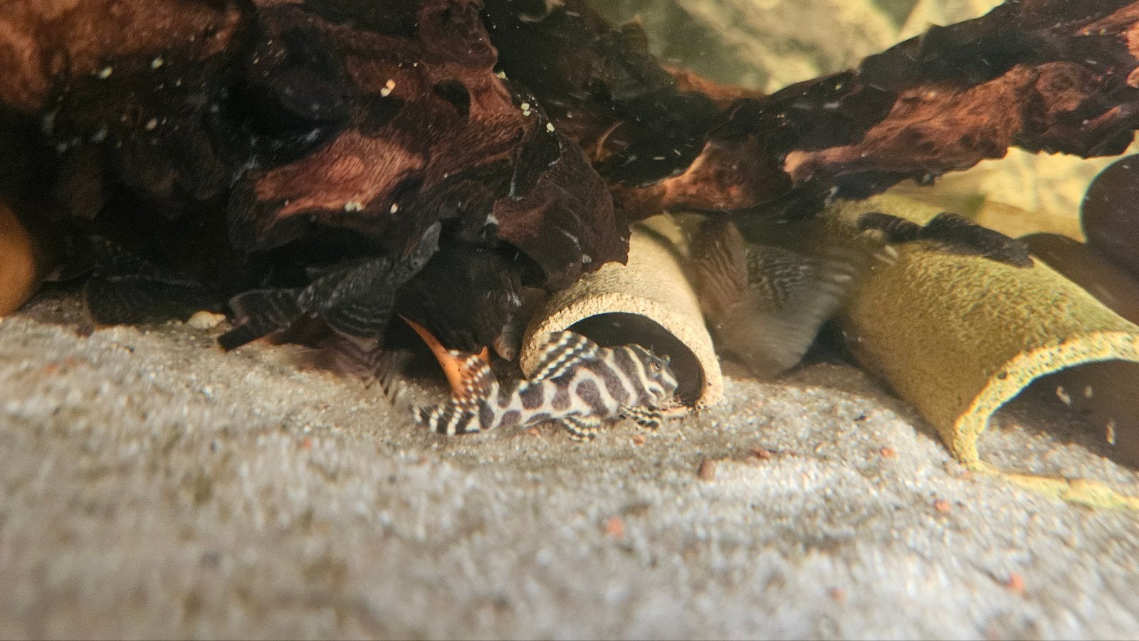 L333 King Tiger Pleco (Hypancistrus), Vis, Zoetwatervis