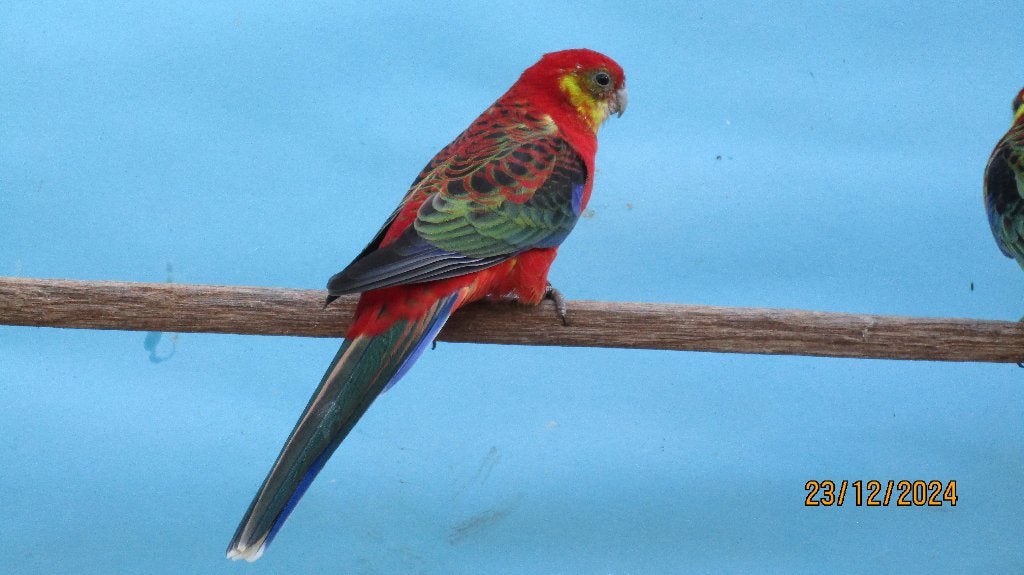 Stanley  Rosella, Dieren en Toebehoren, Meerdere dieren, Parkiet