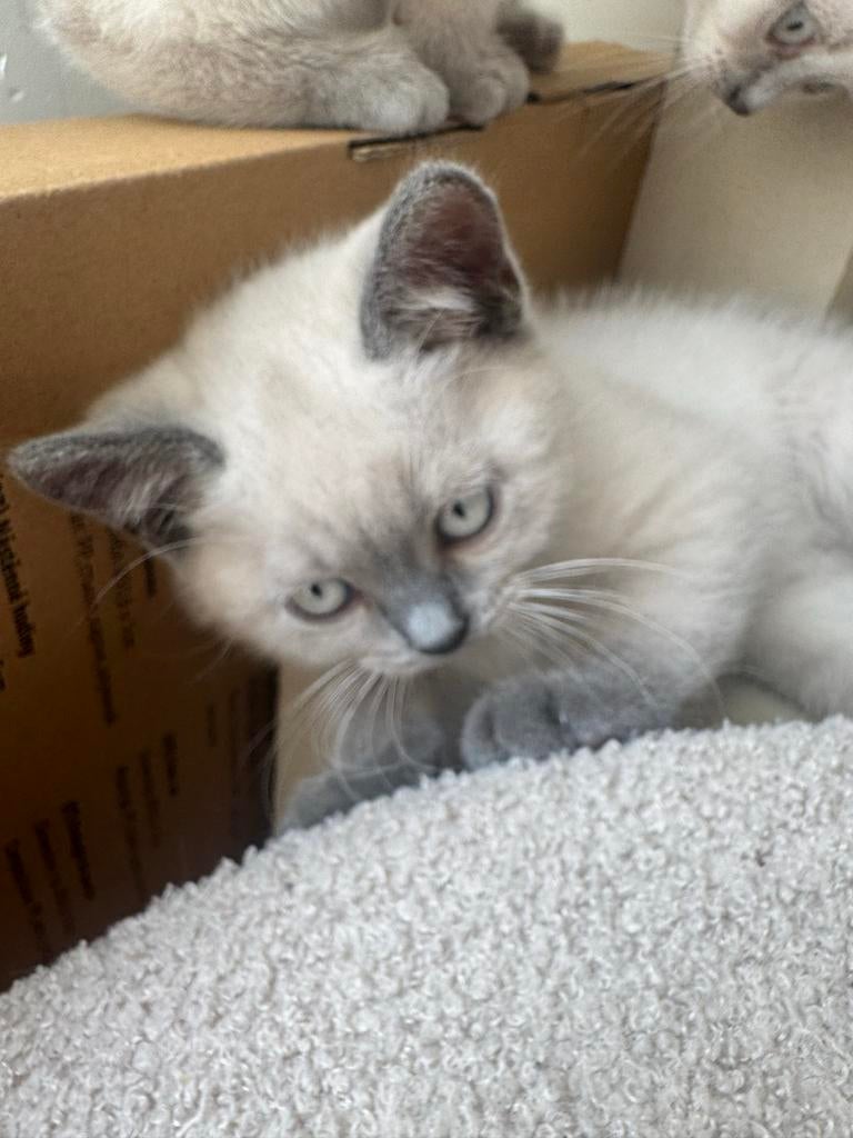 Britse korthaar kittens blue point, Meerdere dieren, Kortharig, 0 tot 2 jaar