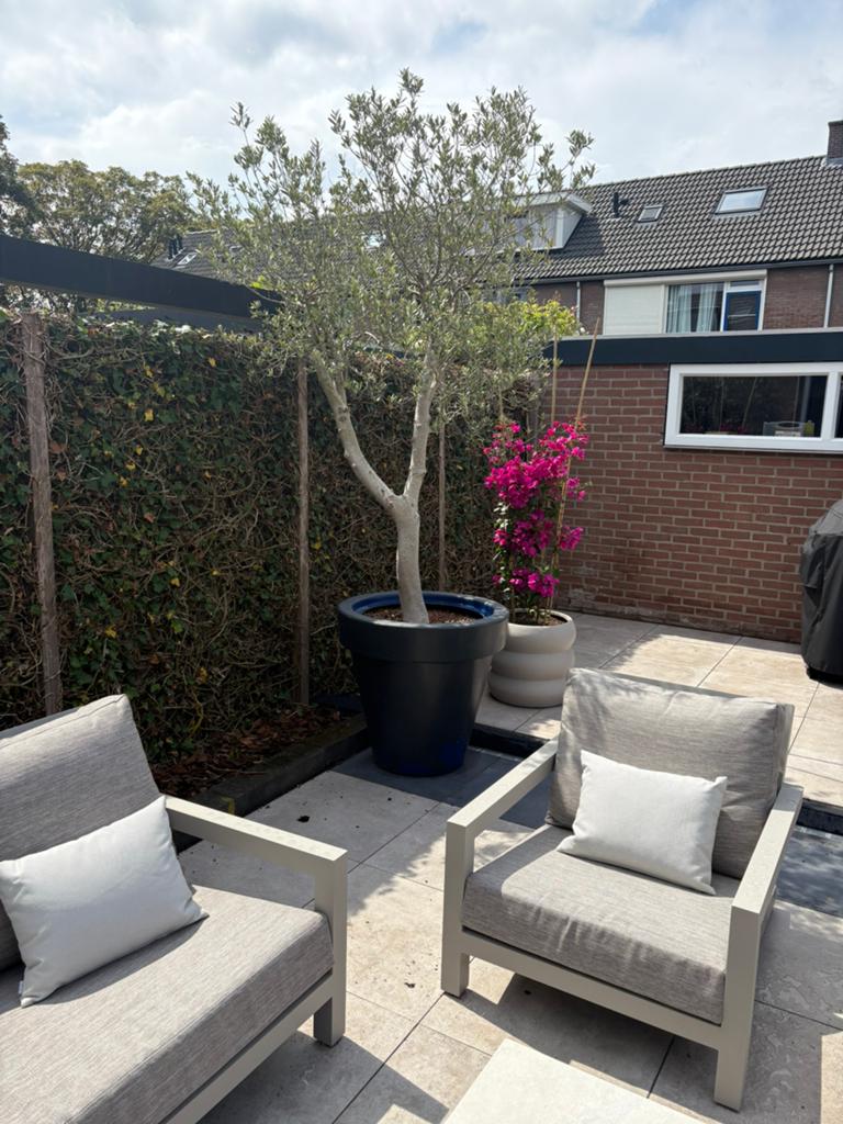 Olijfboom in polyester bloempot, Tuin en Terras, Olijfboom, 250 tot 400 cm, Zomer, Ophalen