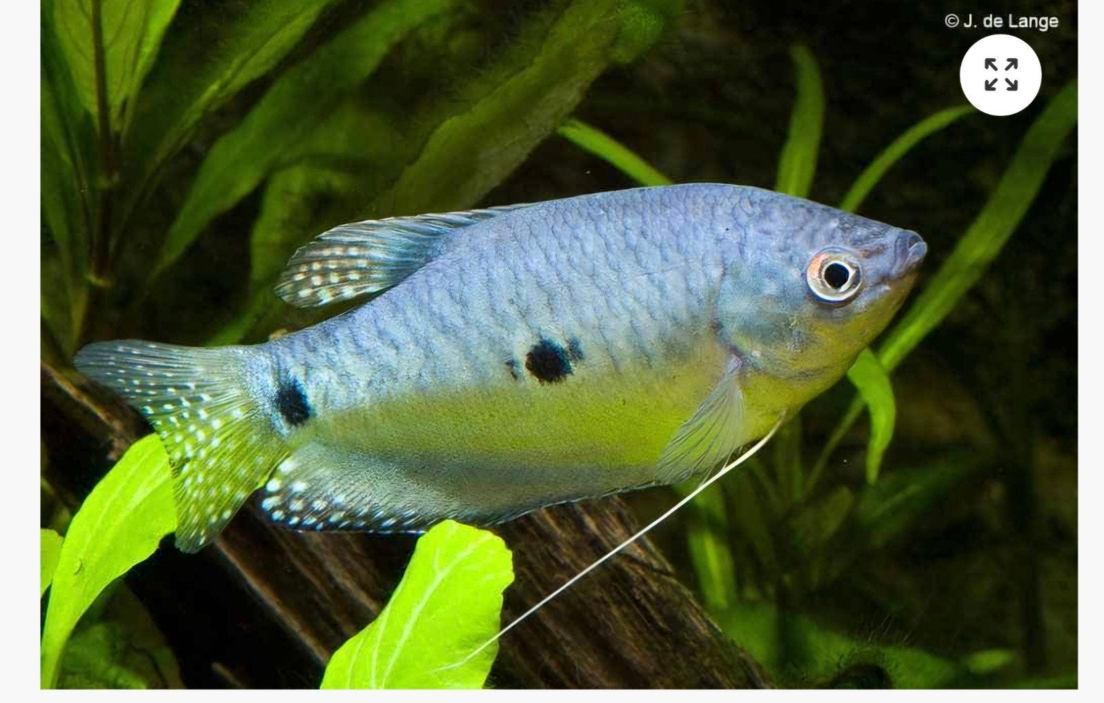 Koppel blauwe spatgourami, Vis