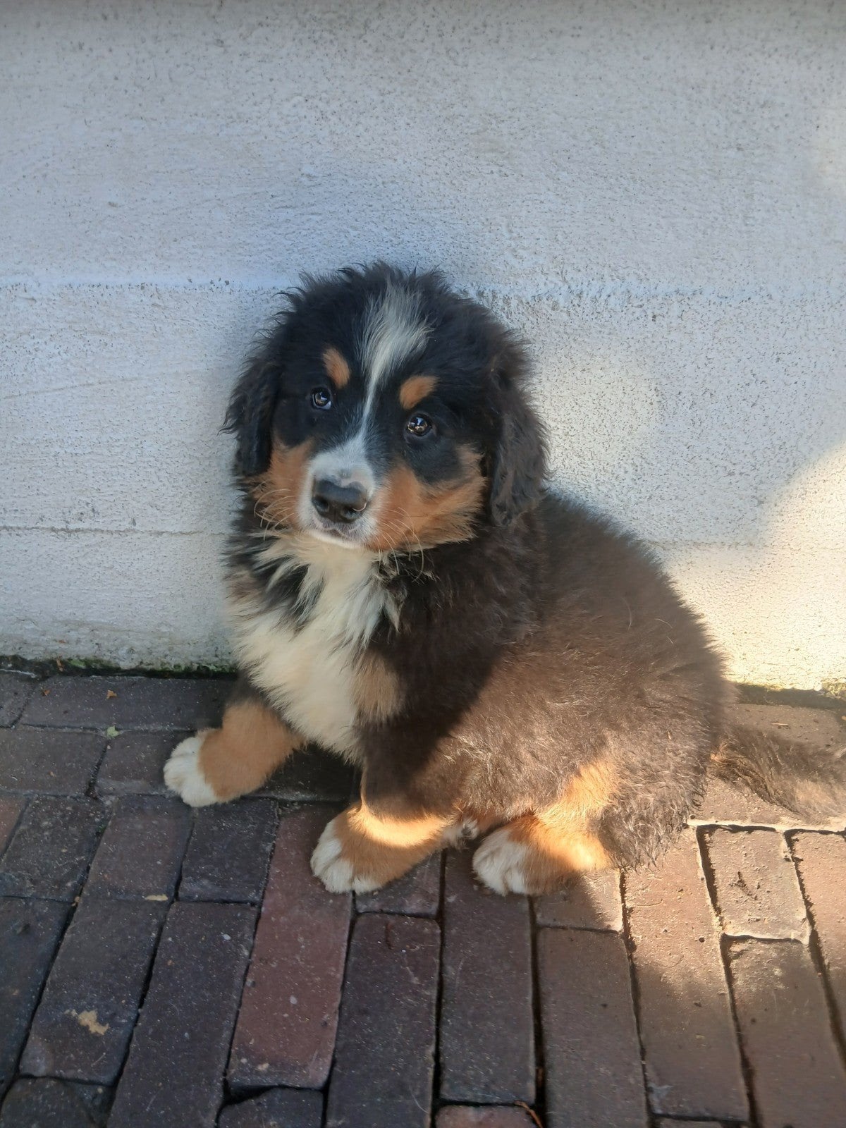 Super mooie Berner pups, Dieren en Toebehoren, Reu, 8 tot 15 weken, Meerdere, Nederland