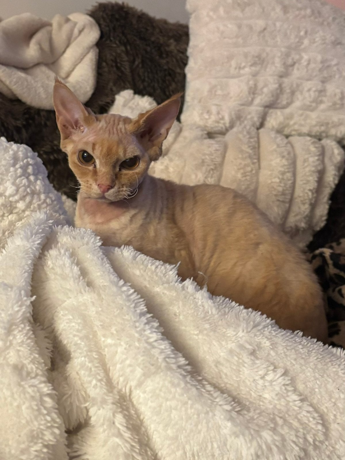 Devon Rex poes, Dieren en Toebehoren, Katten en Kittens | Raskatten | Korthaar, Poes, Ontwormd, 0 tot 2 jaar