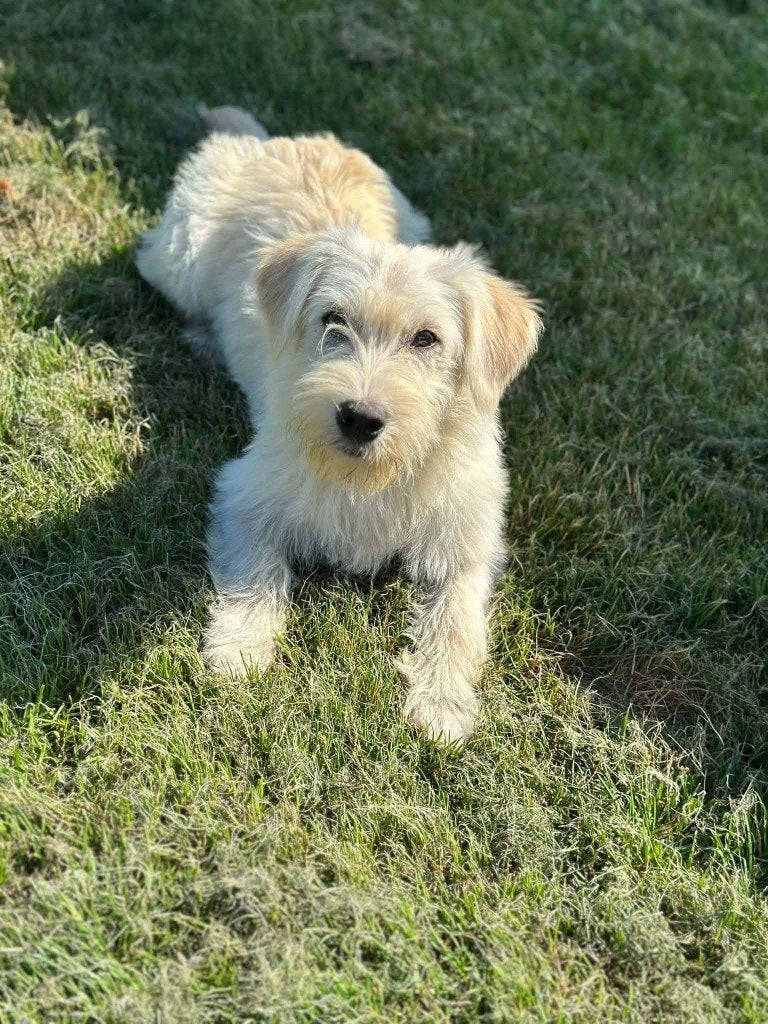 DANNY, VROLIJKE PUP, REUTJE, ZOEKT THUIS, Dieren en Toebehoren, Particulier, 15 weken tot 1 jaar, Reu, Buitenland