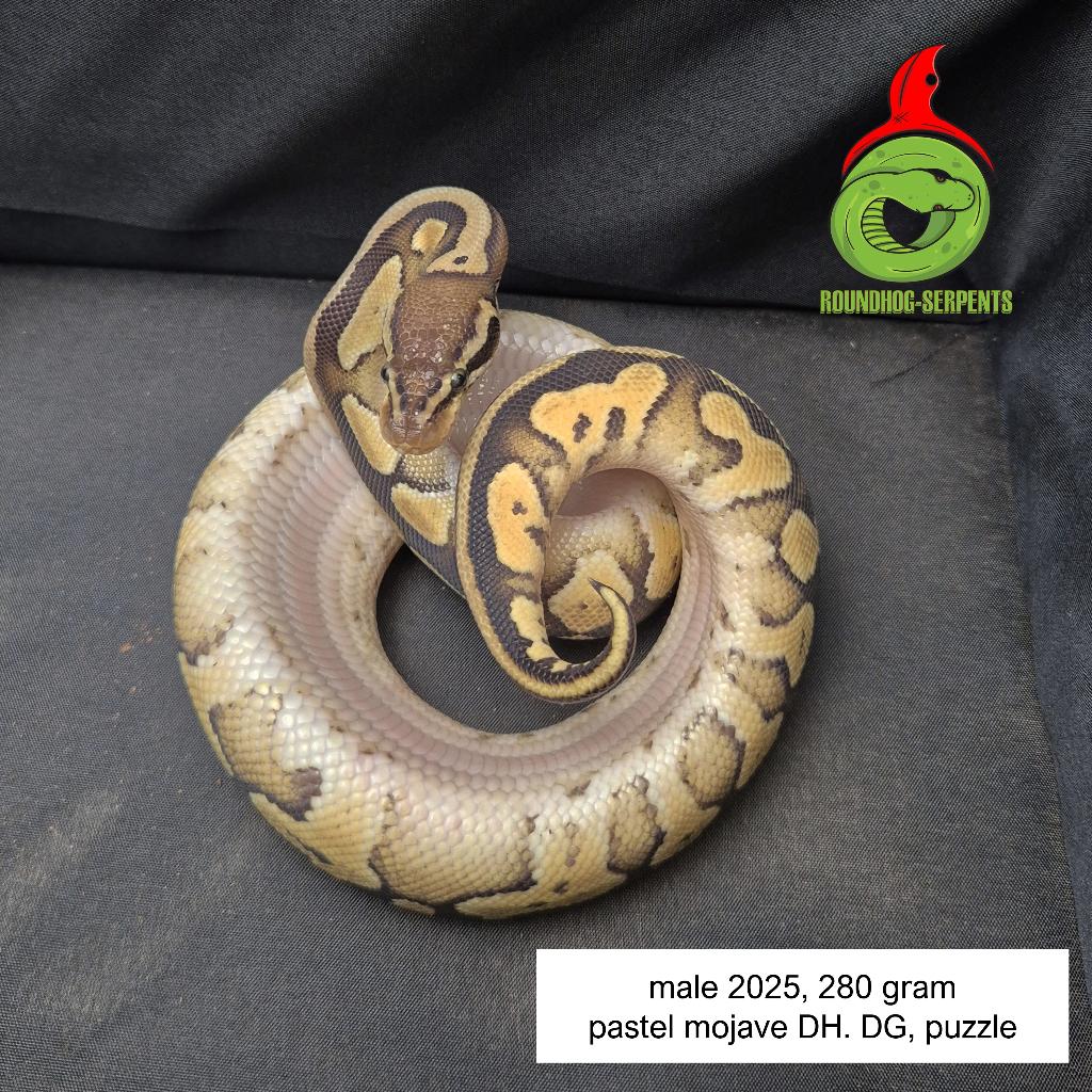 regius pastel mojave dh puzzle DG Ball Python - male for sale from Roundhog serpents