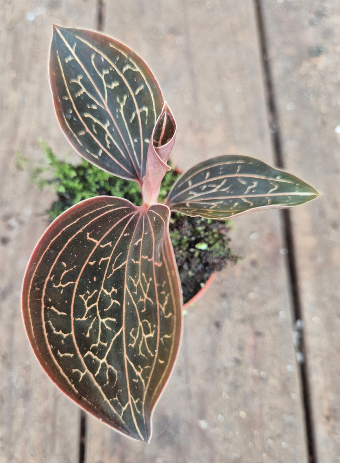 Jewel orchid 'Anoectochilus Chapaensis p6, meerdere vergelij, Ophalen of Verzenden, Halfschaduw, Minder dan 100 cm