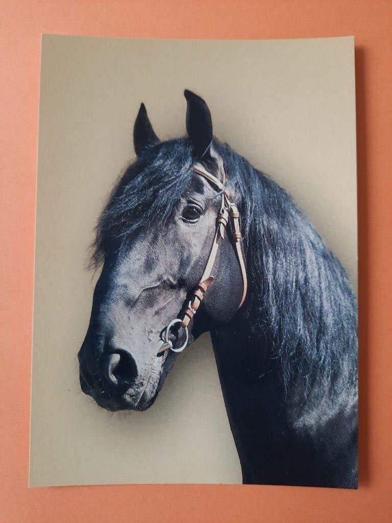 ansichtkaart paard veulen, Verzamelen, Ansichtkaarten | Dieren, Ophalen, 1980 tot heden, Ongelopen, Paard
