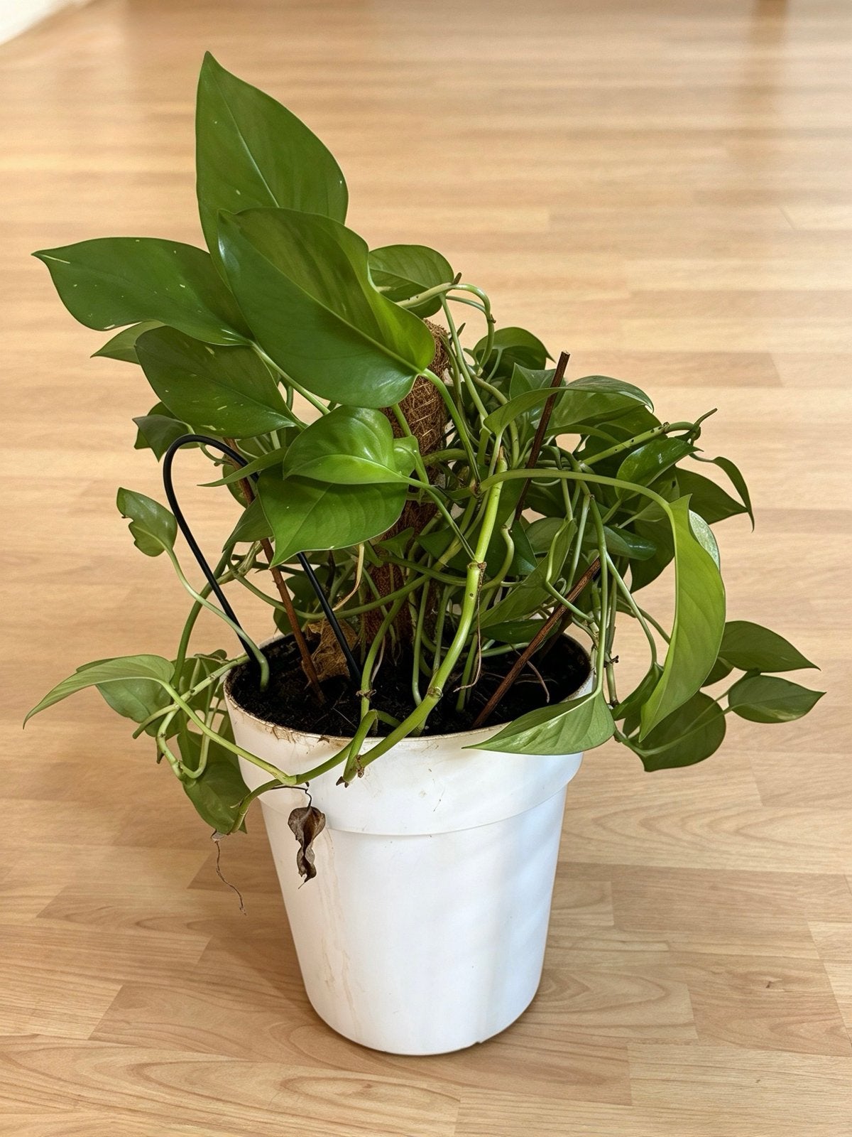 Grote Pothos kamerplant in witte pot, Tuin en Terras, Vaste plant, Ophalen of Verzenden, Bloeit niet, Halfschaduw
