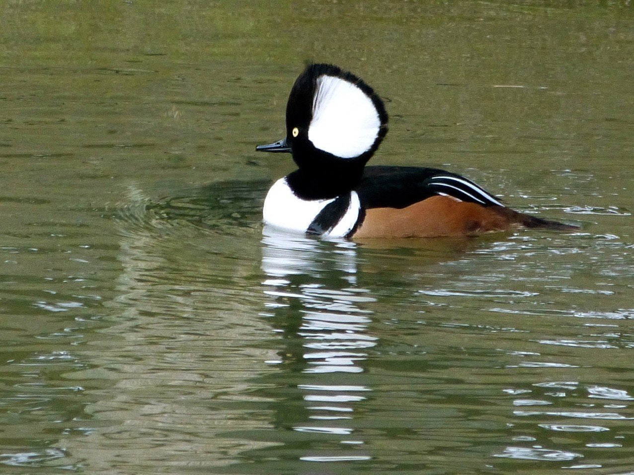 Gezocht Kuifzaagbek!!, Mannelijk, Gans of Zwaan