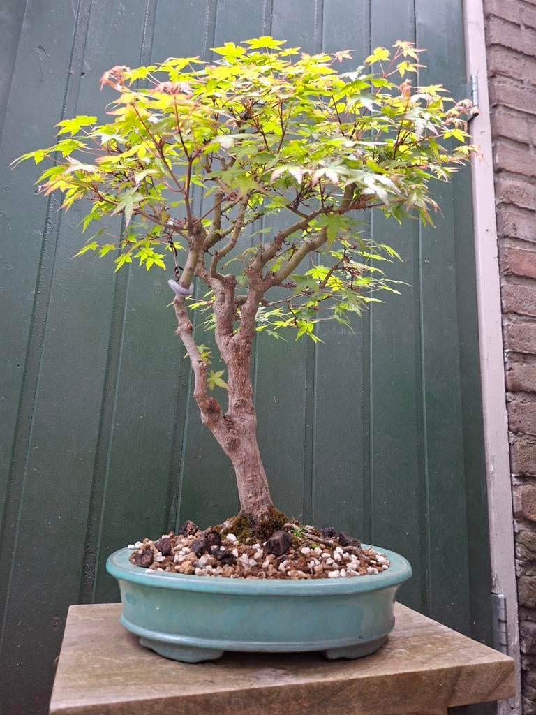 Bonsai Acer Palmatum, In pot, Bloeit niet, Halfschaduw, Minder dan 100 cm