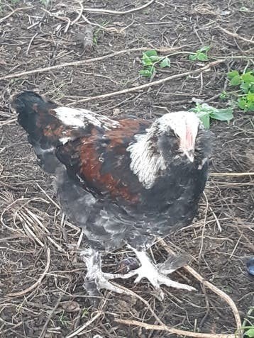 hanen marans en faverolles duits type, Dieren en Toebehoren, Mannelijk, Kip