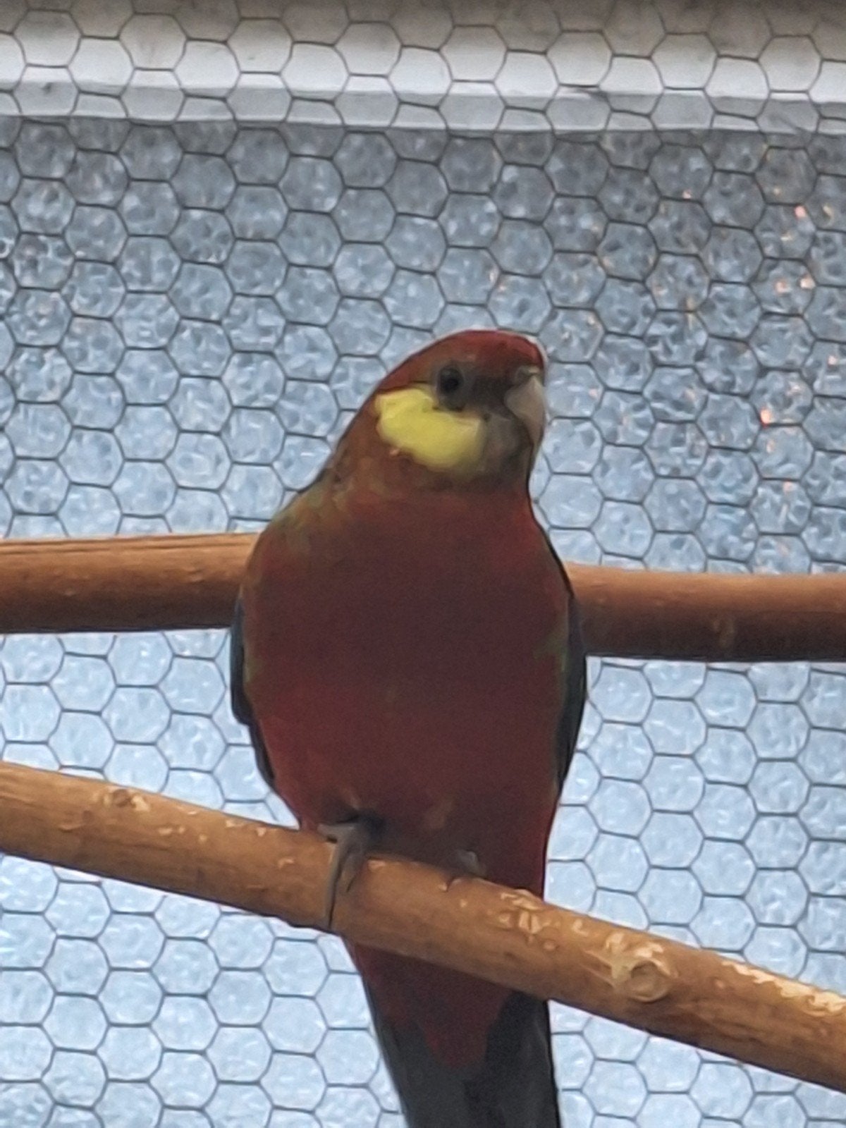 stanleyrosella parkiet.